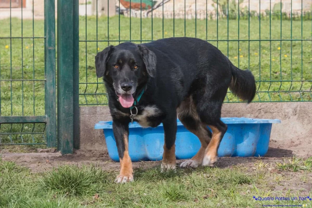 Rasta, 6yo Mixed Breed for adoption at Association Quatre Pattes, Un Toit, Saint-Sauveur