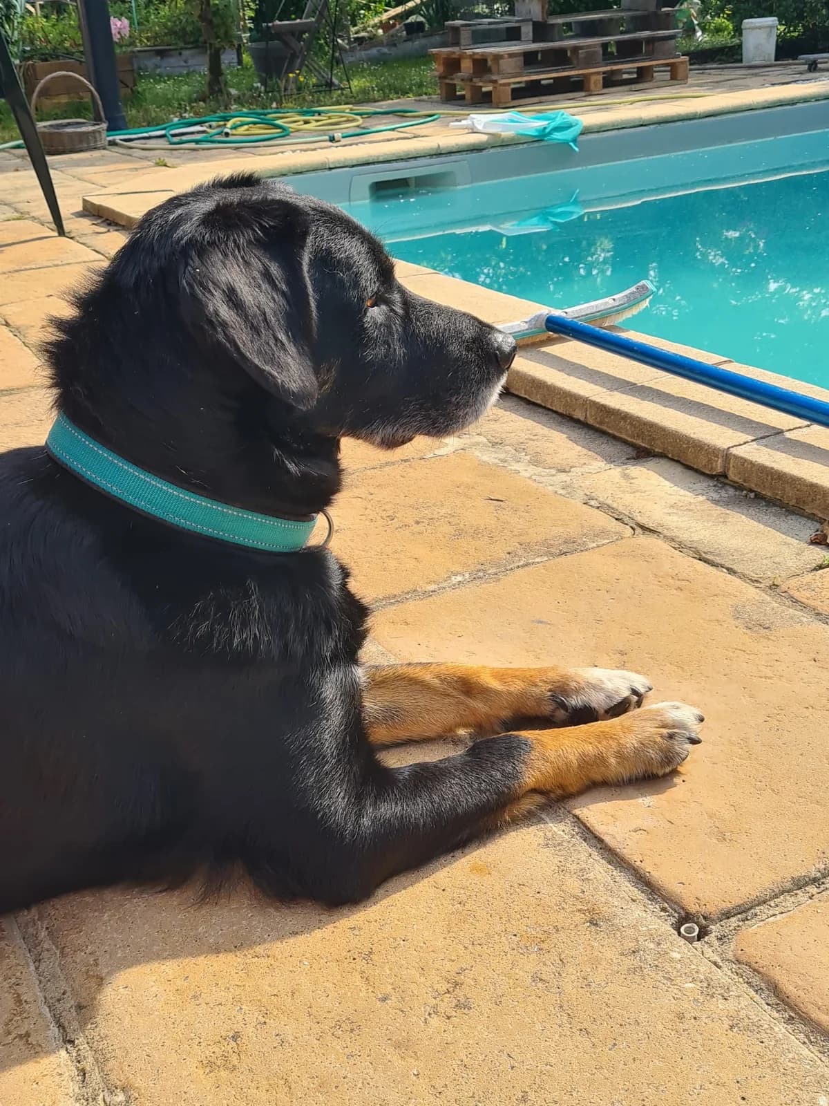 Rasta, 6yo Mixed Breed for adoption at Association Quatre Pattes, Un Toit, Saint-Sauveur