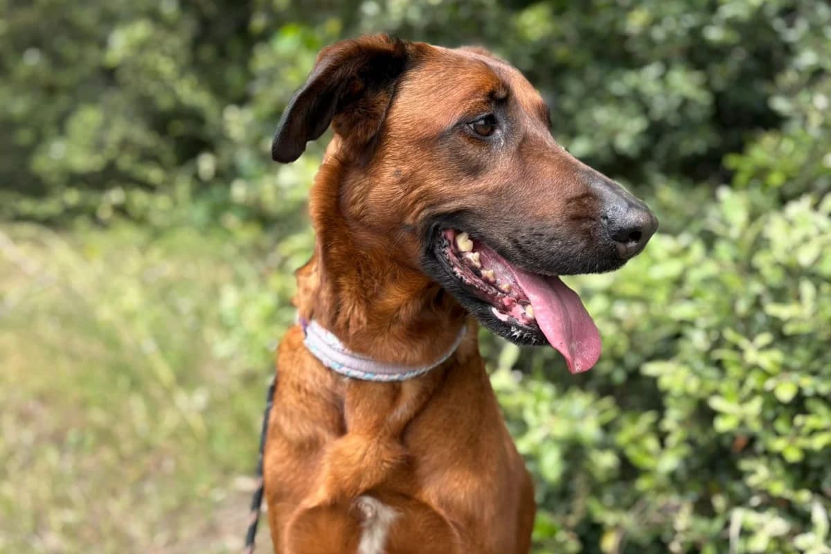 Pearl, 7yo Mixed Breed for adoption at Association Quatre Pattes, Un Toit, Saint-Sauveur