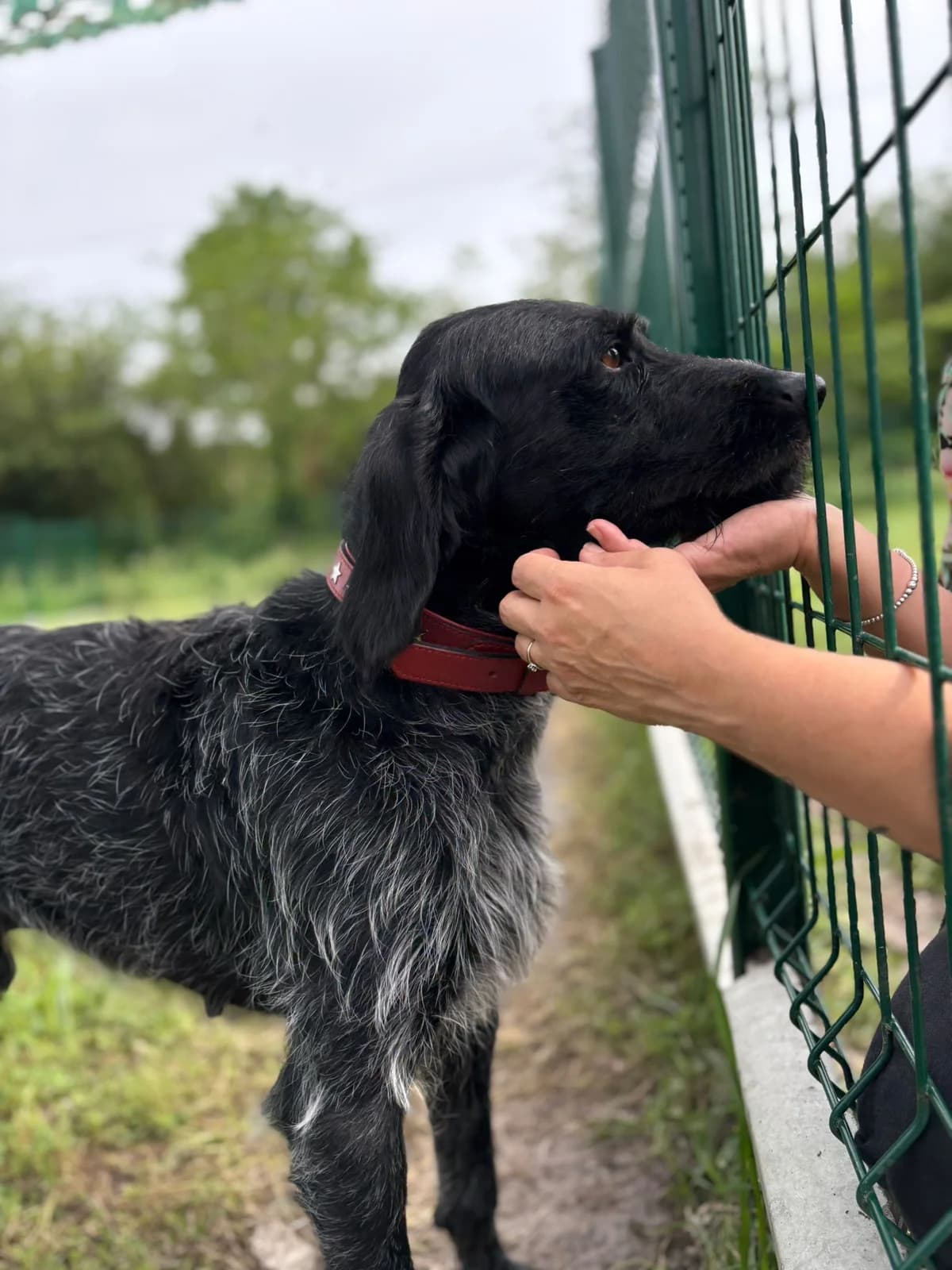Scott, male 5yo mixed breed for adoption at Association Quatre Pattes, Un Toit, Saint-Sauveur