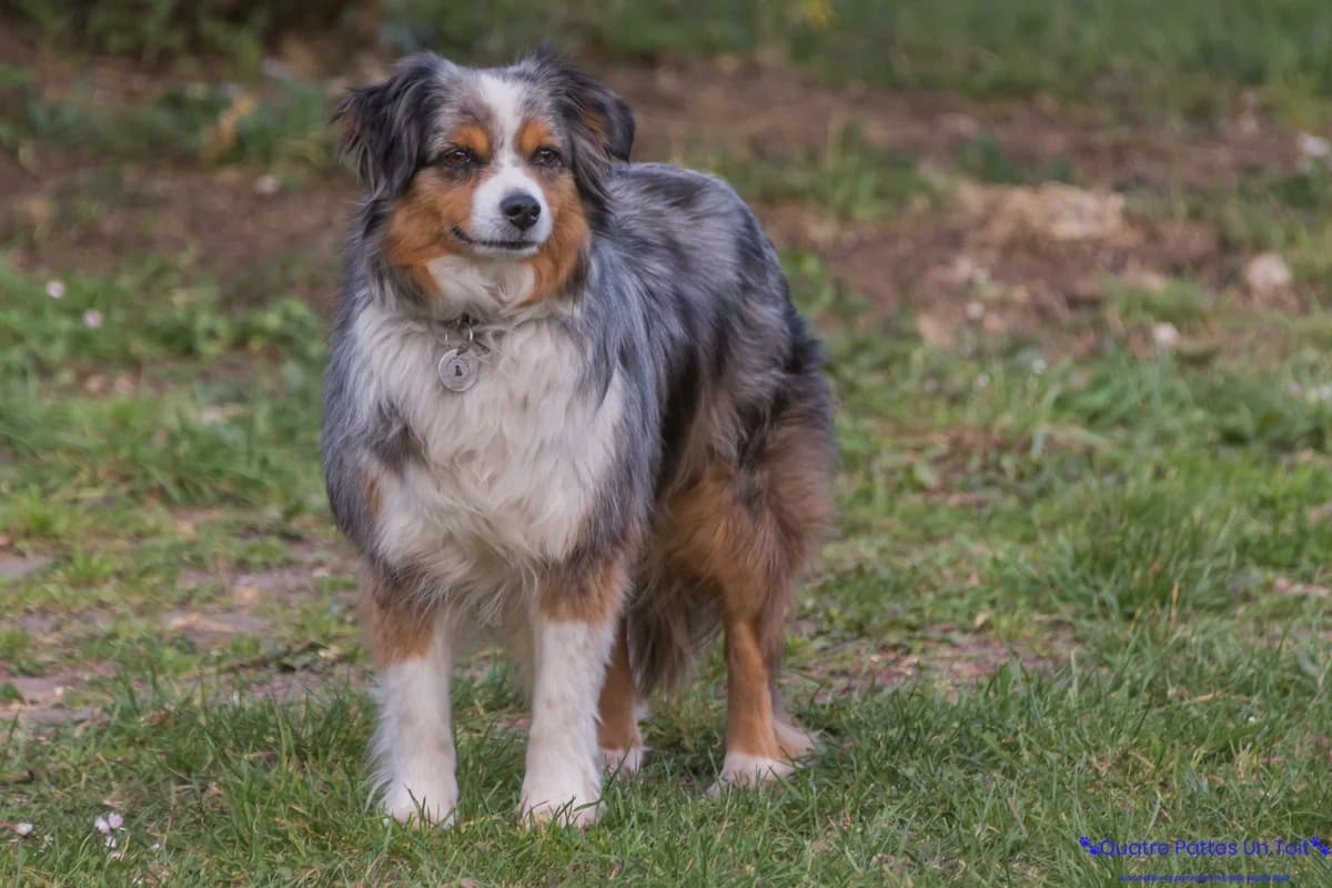 Ozaka, 7yo Mixed Breed for adoption at Association Quatre Pattes, Un Toit, Saint-Sauveur