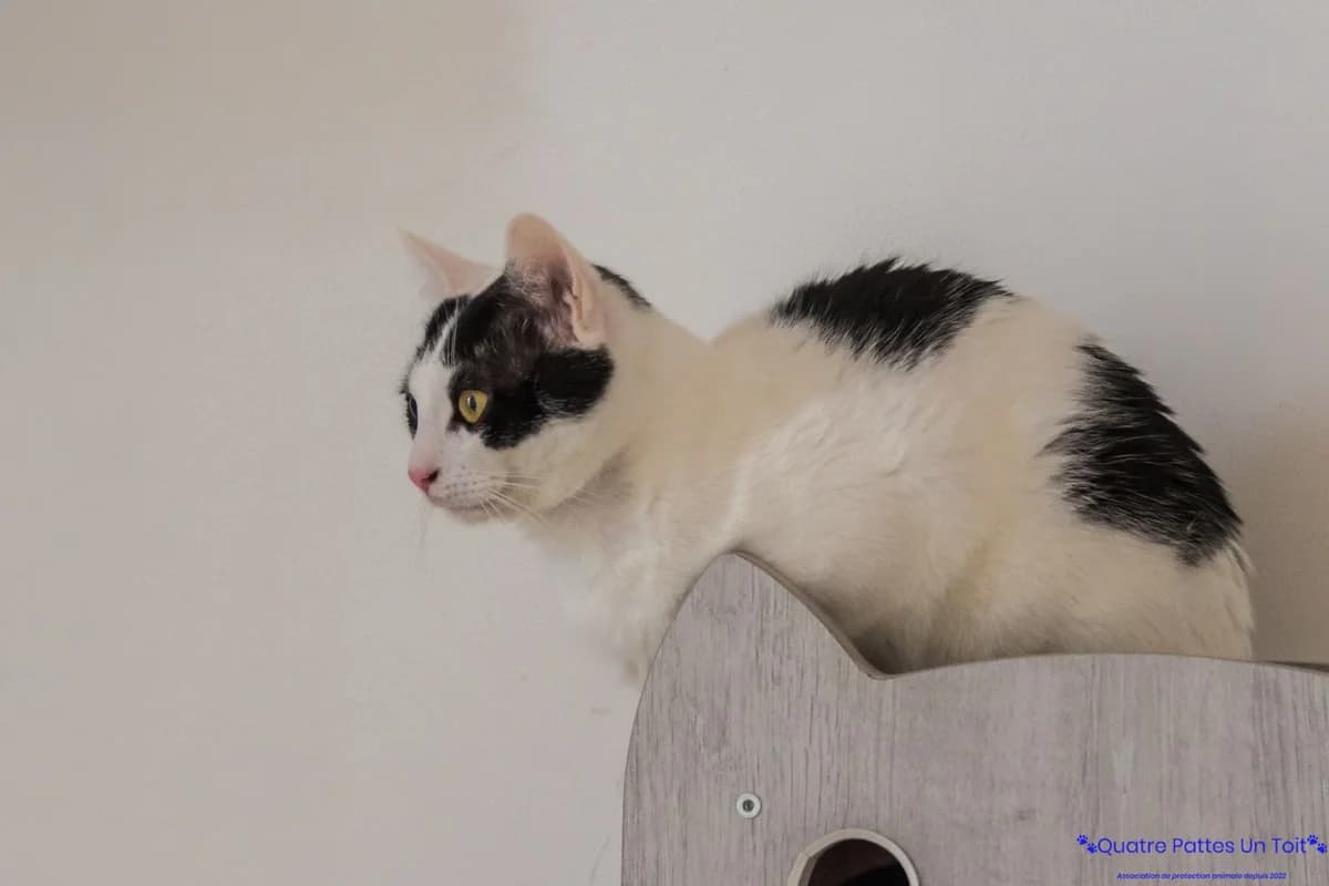 Airbus, male young European Shorthair for adoption at Association Quatre Pattes, Un Toit, Saint-Sauveur
