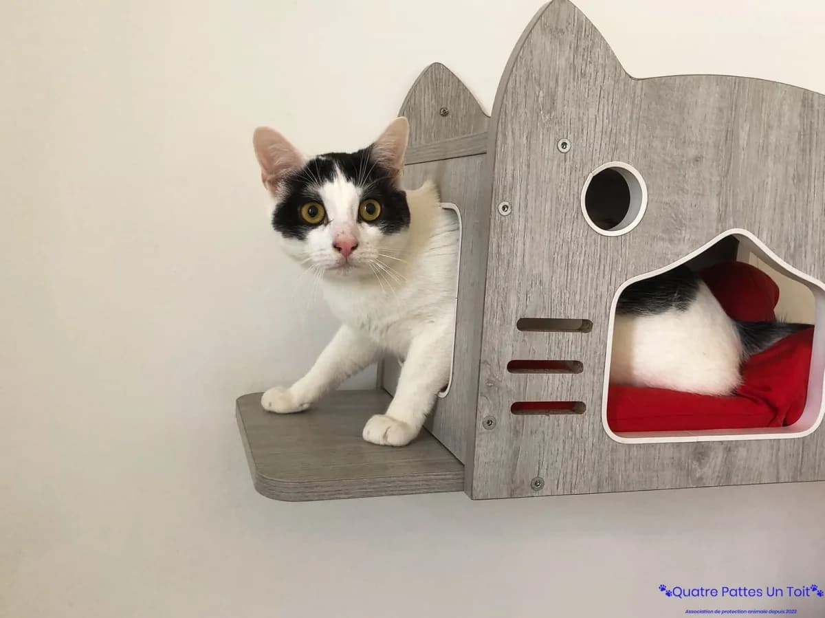 Airbus, male young European Shorthair for adoption at Association Quatre Pattes, Un Toit, Saint-Sauveur