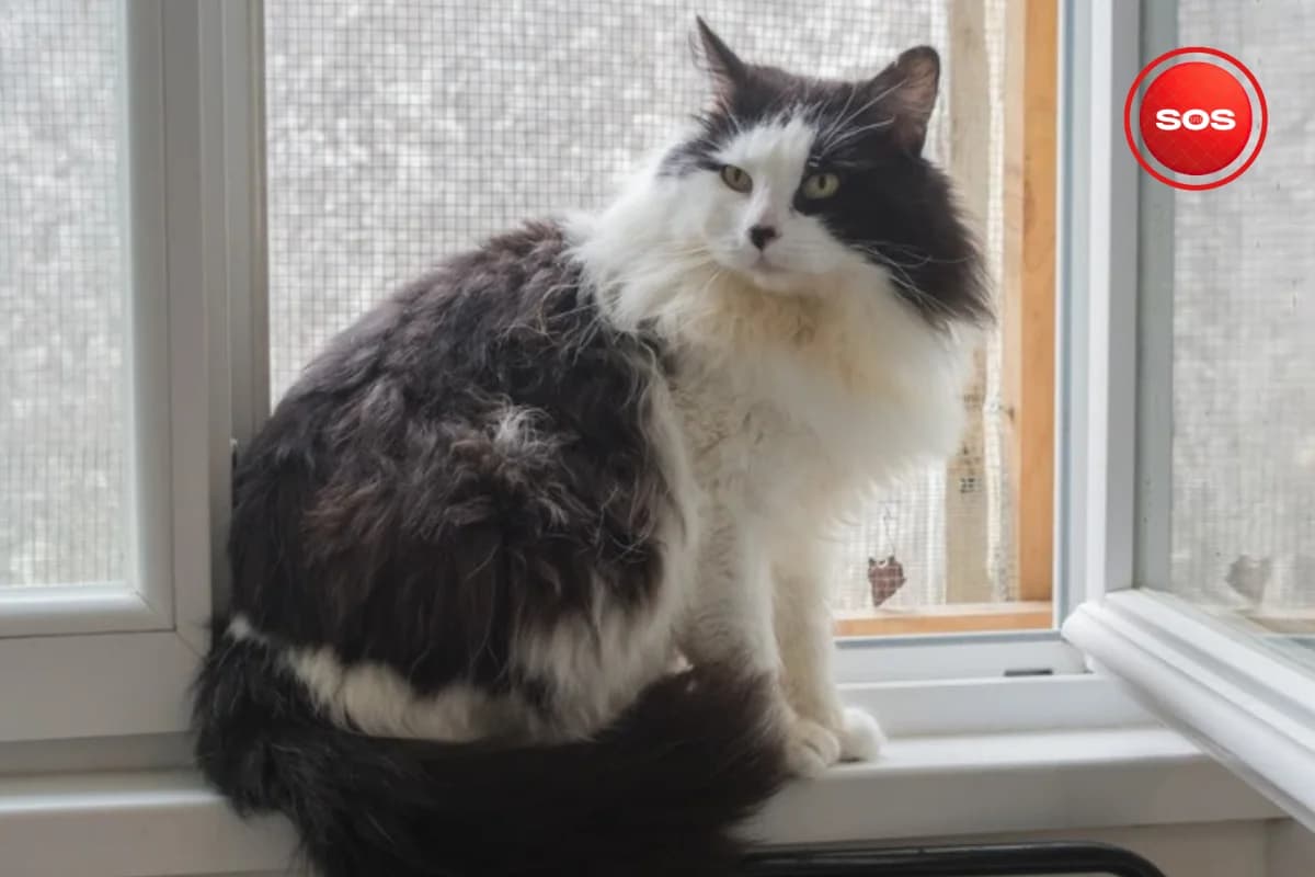 Gourmet SOS, male 5yo European Shorthair for adoption at Association Quatre Pattes, Un Toit, Saint-Sauveur