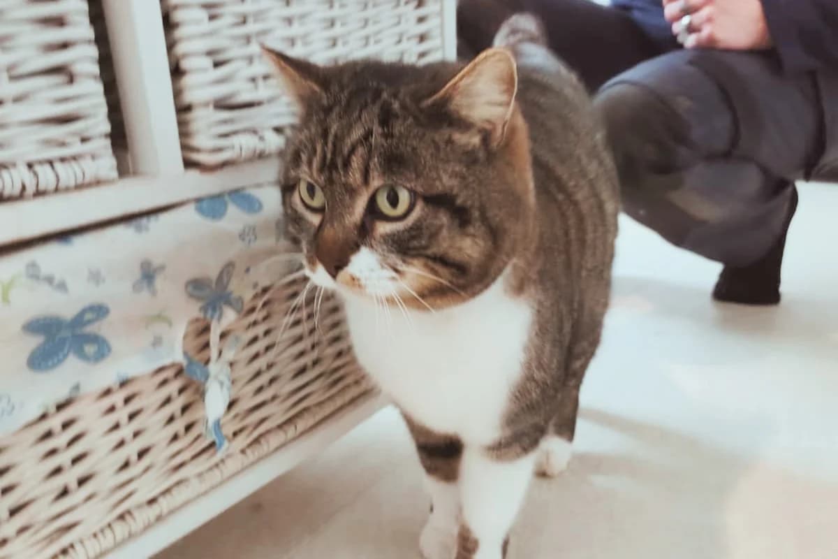 Ysa, female senior European Shorthair for adoption at Association Quatre Pattes, Un Toit, Saint-Sauveur