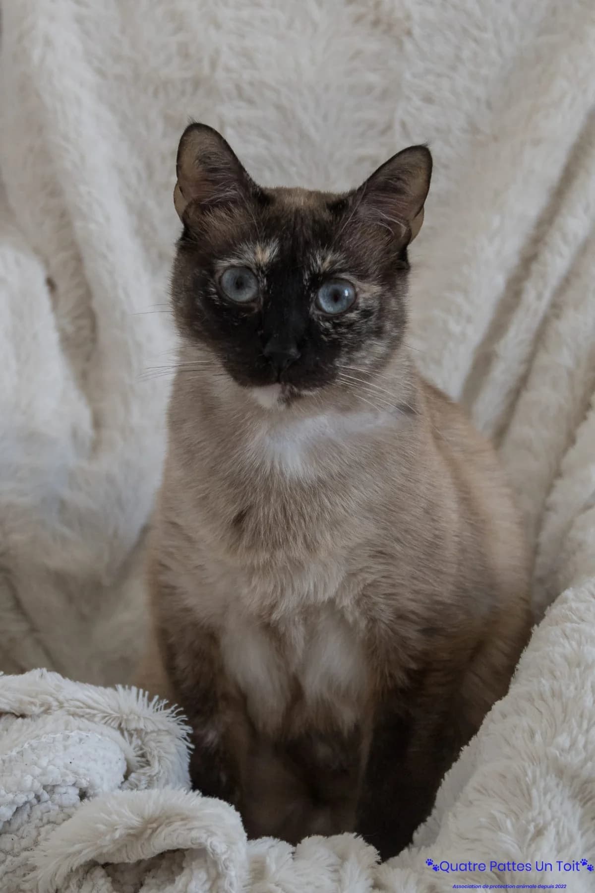 Bambi, female 5yo European Shorthair for adoption at Association Quatre Pattes, Un Toit, Saint-Sauveur