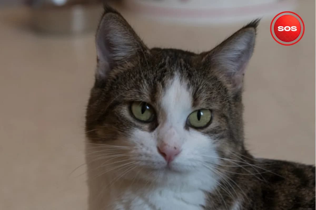 Inouch SOS, female young European Shorthair for adoption at Association Quatre Pattes, Un Toit, Saint-Sauveur
