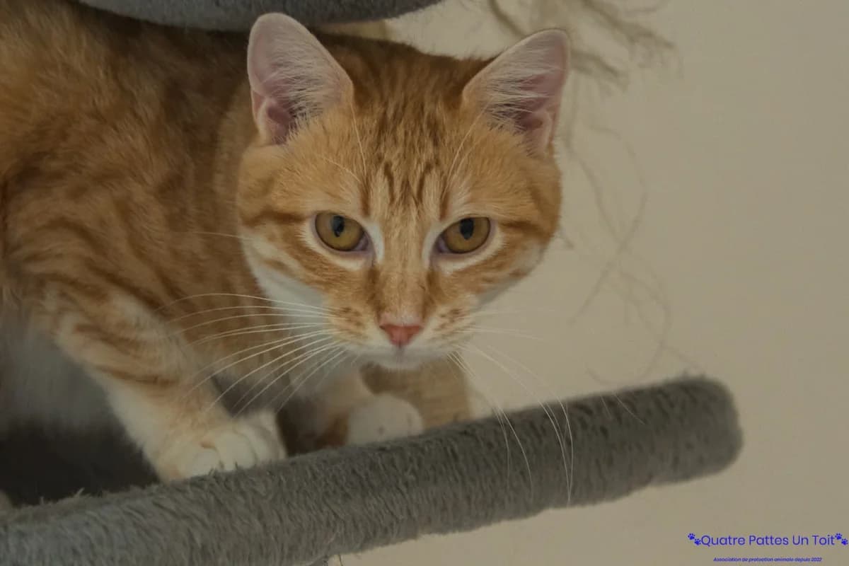 Alberville, female young European Shorthair for adoption at Association Quatre Pattes, Un Toit, Saint-Sauveur
