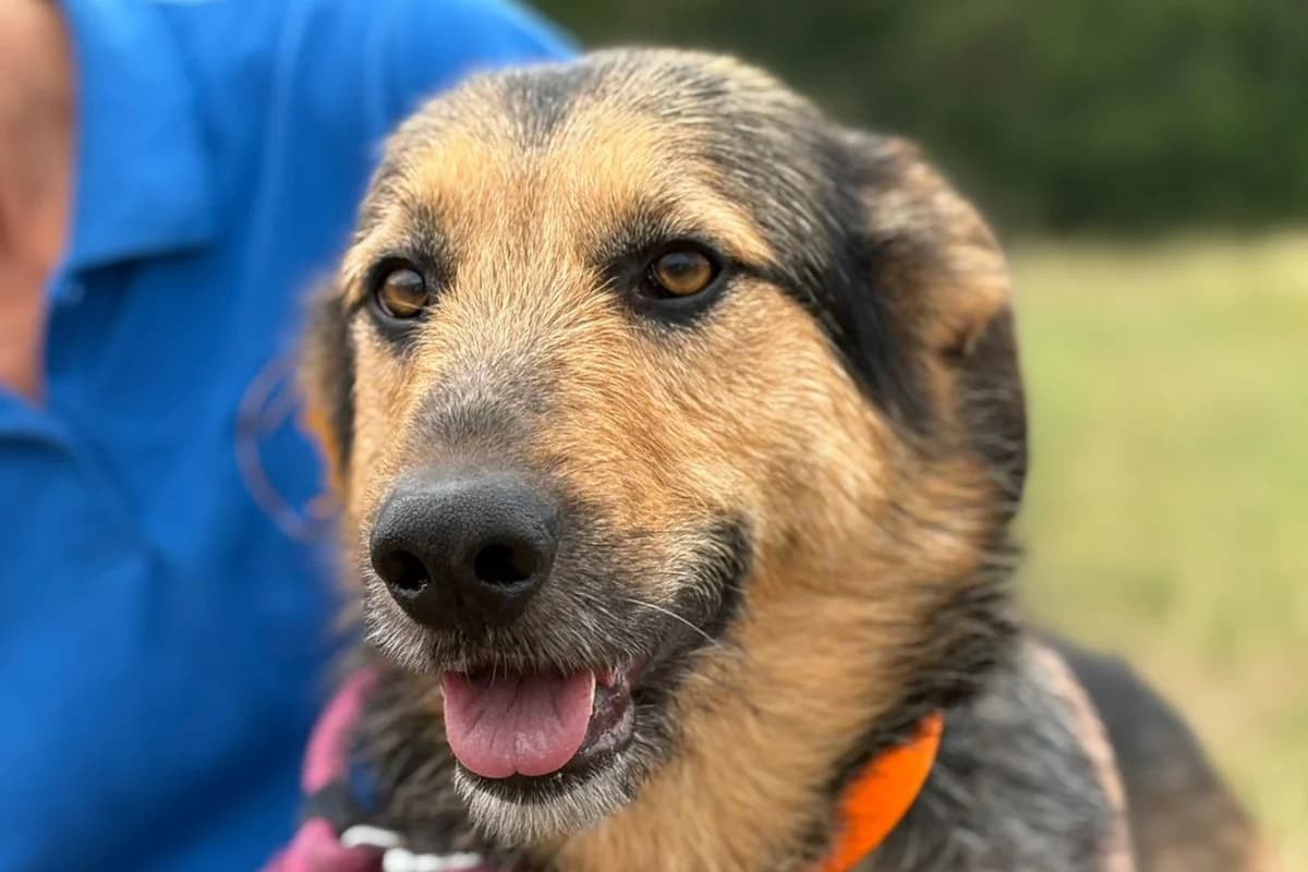 Shakur, male young mixed breed for adoption at Association Quatre Pattes, Un Toit, Saint-Sauveur
