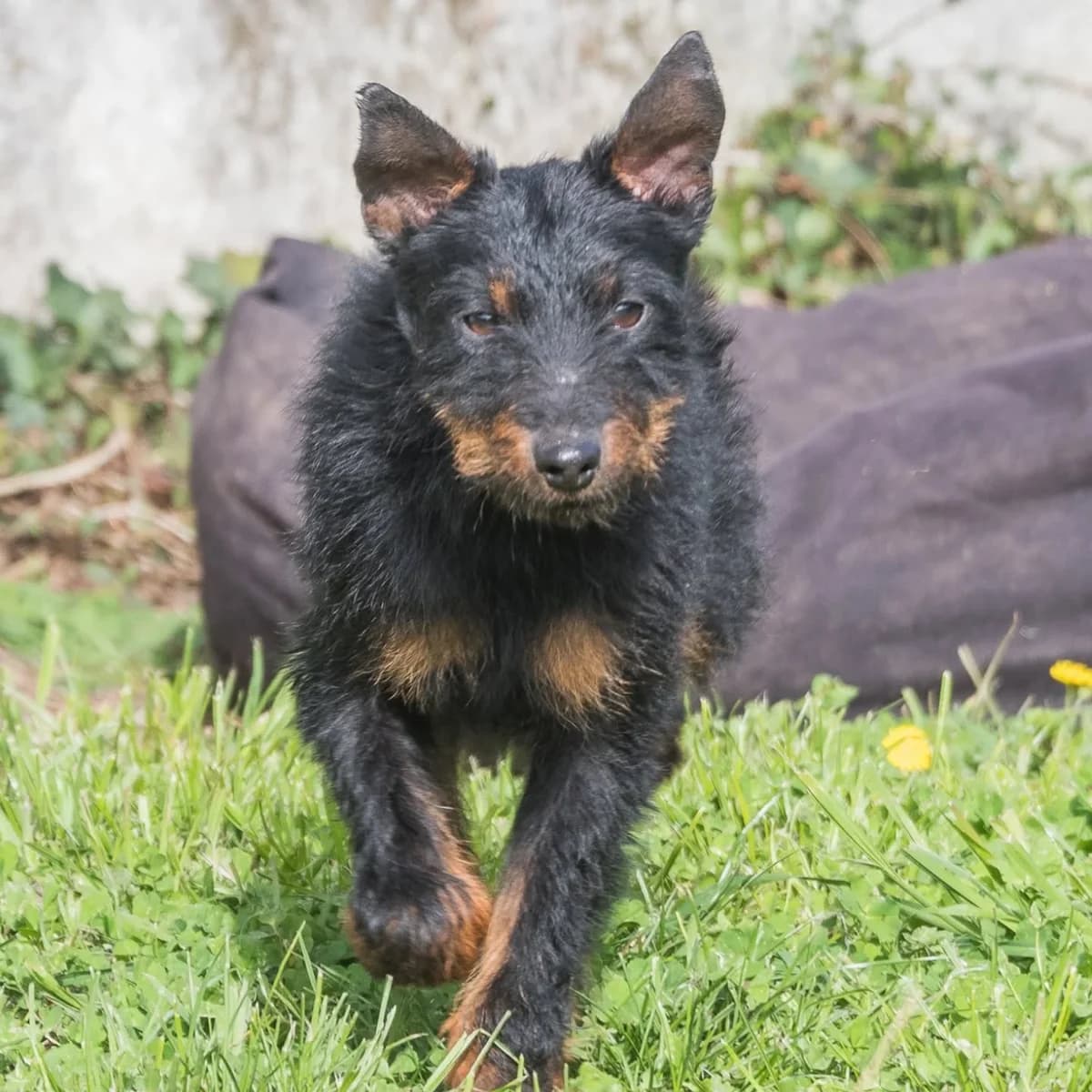 Groot, male 6yo mixed breed for adoption at Association Quatre Pattes, Un Toit, Saint-Sauveur