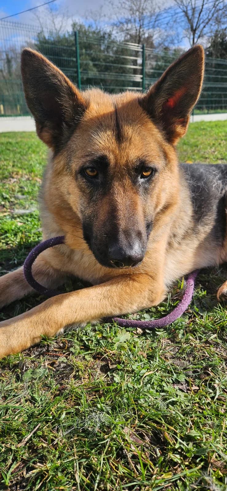 Cali, female young German Shepherd for adoption at Association Quatre Pattes, Un Toit, Saint-Sauveur