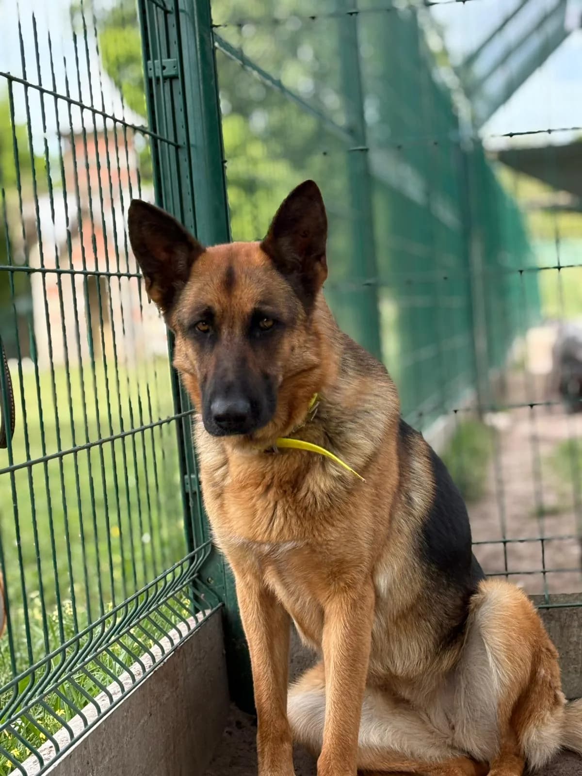 Lassie, female 3yo German Shepherd for adoption at Association Quatre Pattes, Un Toit, Saint-Sauveur