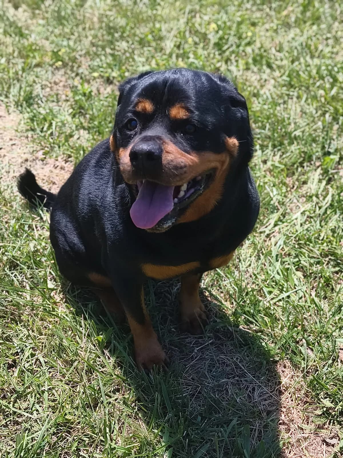 Sansa, female 7yo Rottweiler for adoption at Association Quatre Pattes, Un Toit, Saint-Sauveur