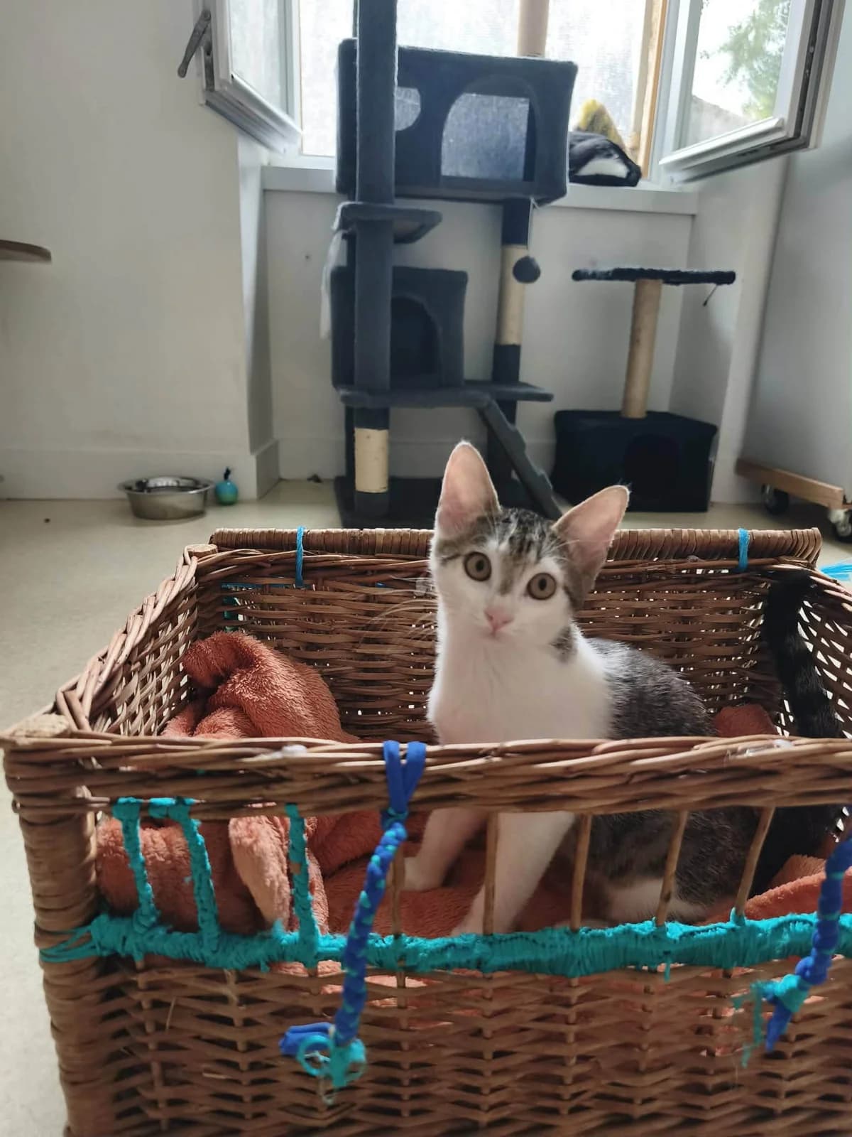 Blizzad, female puppy European Shorthair for adoption at Association Quatre Pattes, Un Toit, Saint-Sauveur
