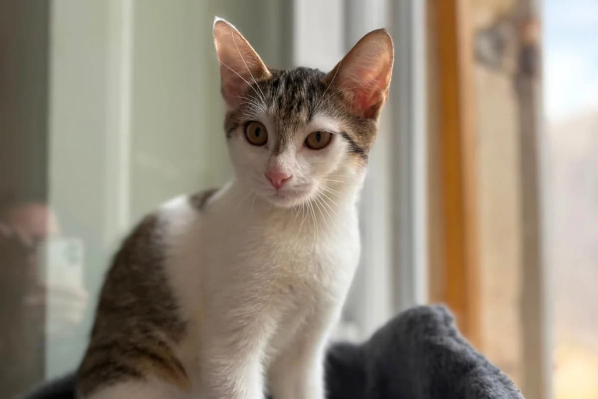 Blizzard, female puppy European Shorthair for adoption at Association Quatre Pattes, Un Toit, Saint-Sauveur