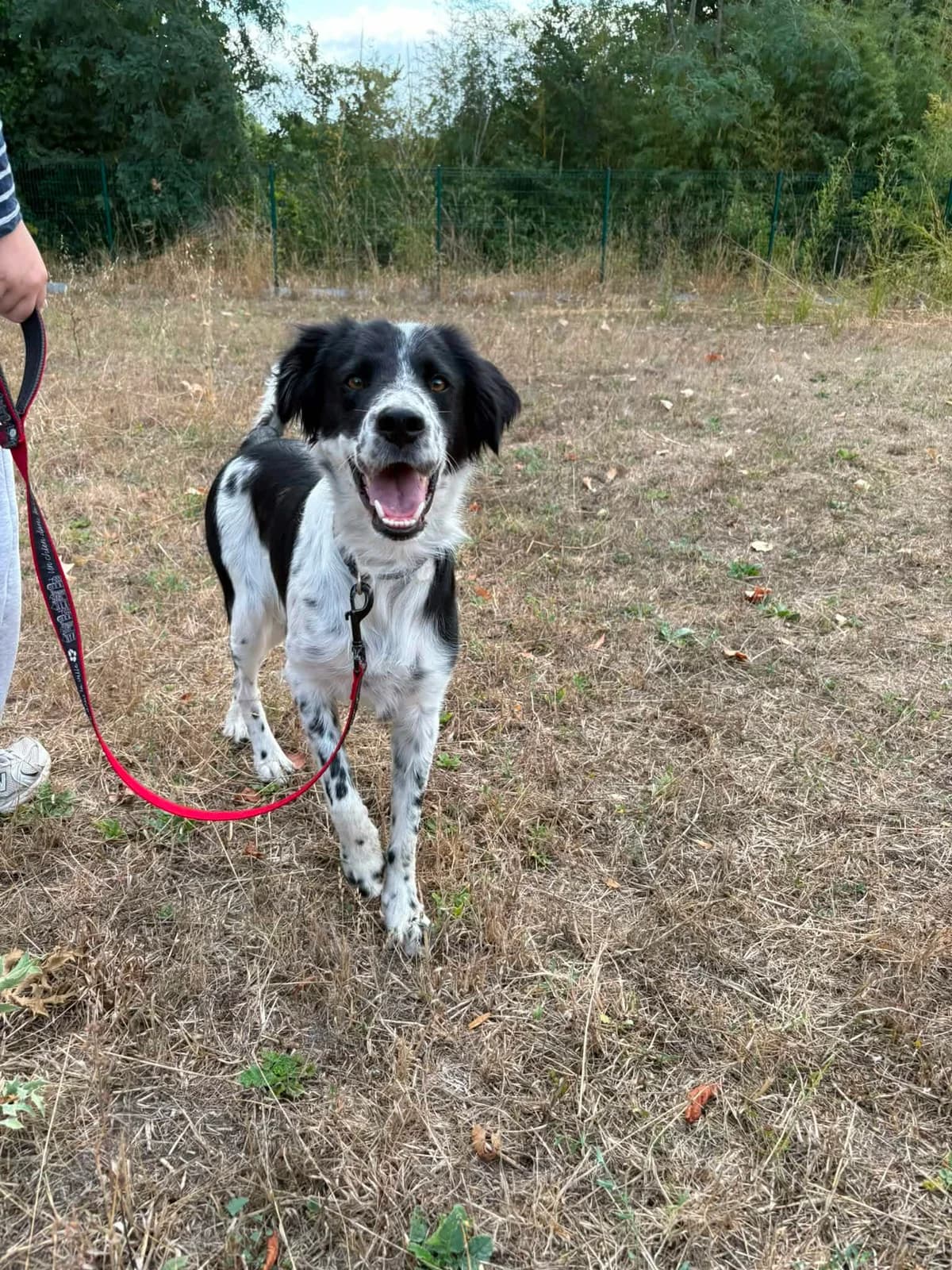 Snoopy, male young Border Collie for adoption at Association Quatre Pattes, Un Toit, Saint-Sauveur