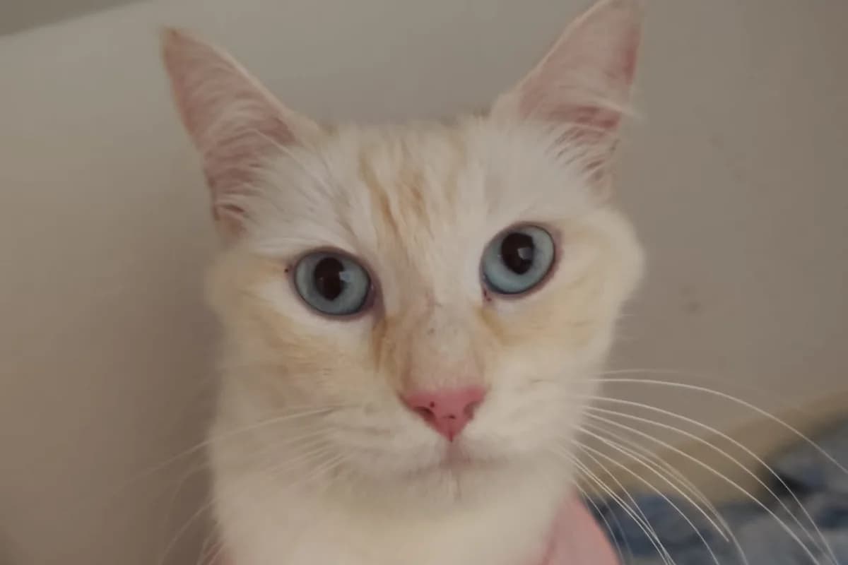 Aruba, female young European Shorthair for adoption at Association Quatre Pattes, Un Toit, Saint-Sauveur