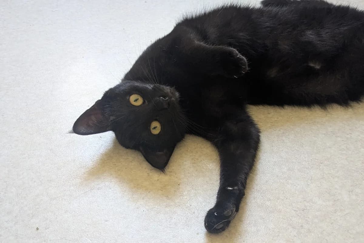 Asa, female young European Shorthair for adoption at Association Quatre Pattes, Un Toit, Saint-Sauveur