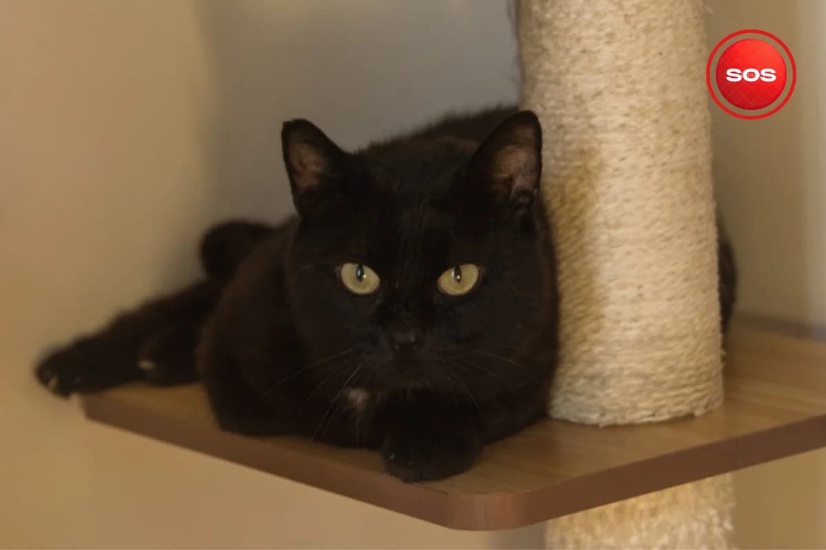British, male young European Shorthair for adoption at Association Quatre Pattes, Un Toit, Saint-Sauveur