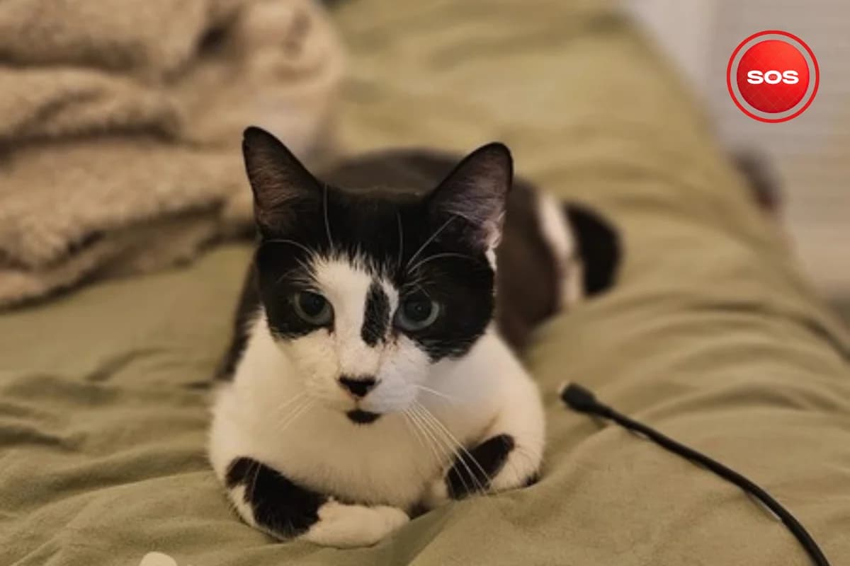 Chipie, female young European Shorthair for adoption at Association Quatre Pattes, Un Toit, Saint-Sauveur