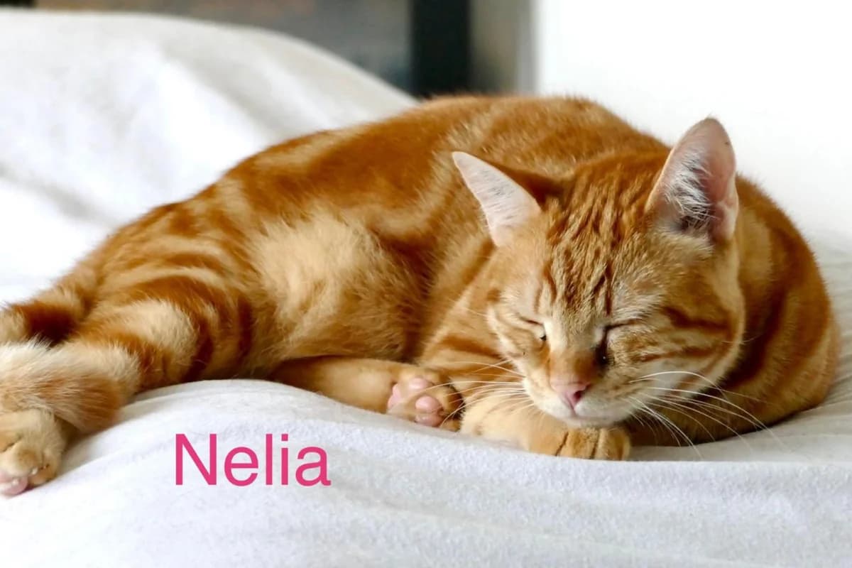 Nelia, female 3yo European Shorthair for adoption at Association Quatre Pattes, Un Toit, Saint-Sauveur