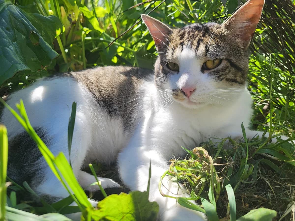 Nico, male 4yo European Shorthair for adoption at Association Quatre Pattes, Un Toit, Saint-Sauveur
