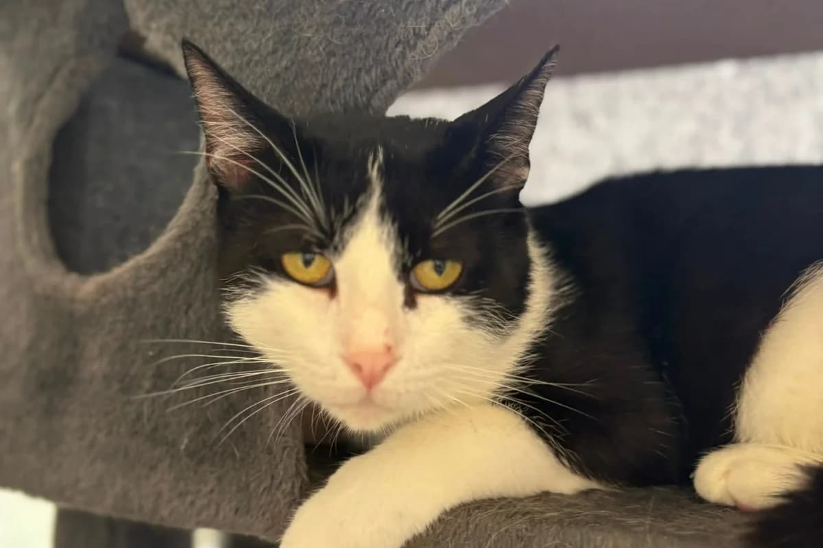 Tartempion, male 4yo European Shorthair for adoption at Association Quatre Pattes, Un Toit, Saint-Sauveur
