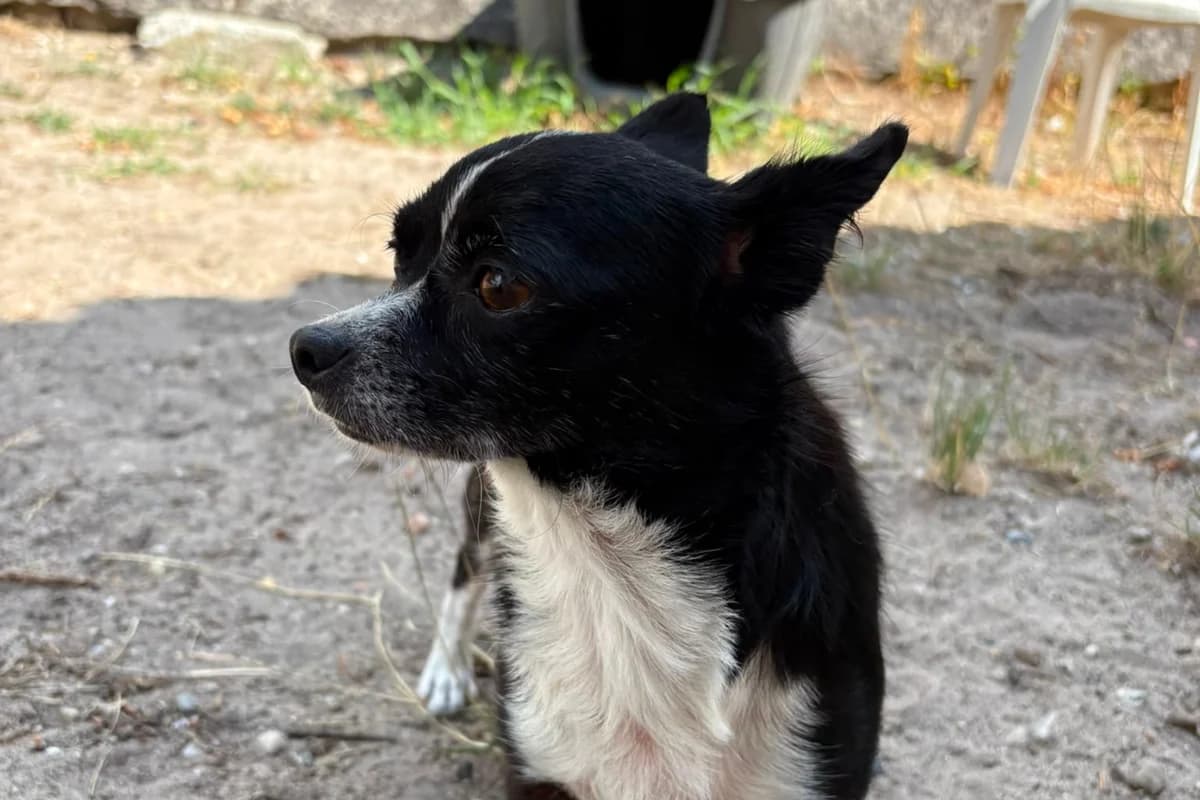 Lily, female Chihuahua for adoption at Association Quatre Pattes, Un Toit, Saint-Sauveur
