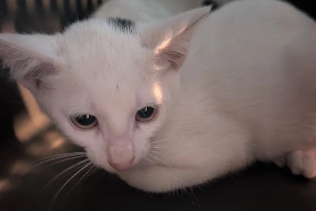 Basilic, male puppy European Shorthair for adoption at Association Quatre Pattes, Un Toit, Saint-Sauveur