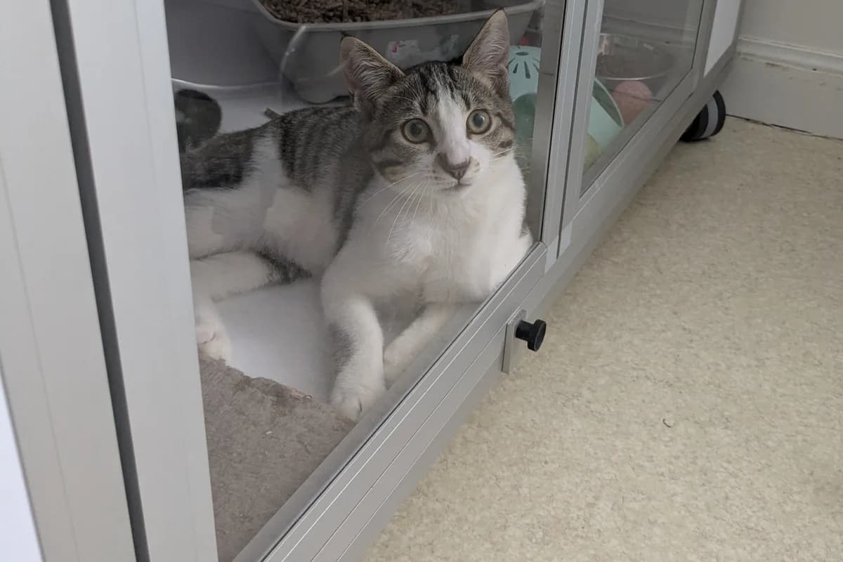 B’apoutchou, male puppy European Shorthair for adoption at Association Quatre Pattes, Un Toit, Saint-Sauveur