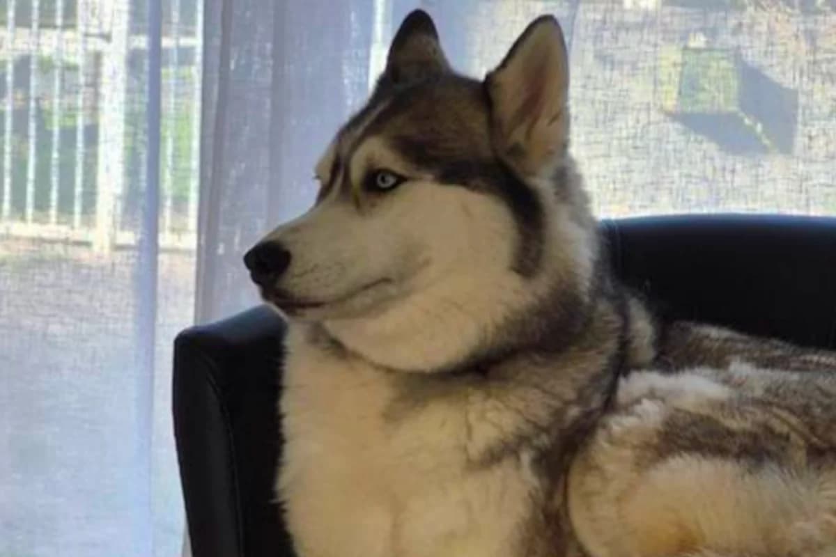 Stella, male Husky for adoption at Association Quatre Pattes, Un Toit, Saint-Sauveur