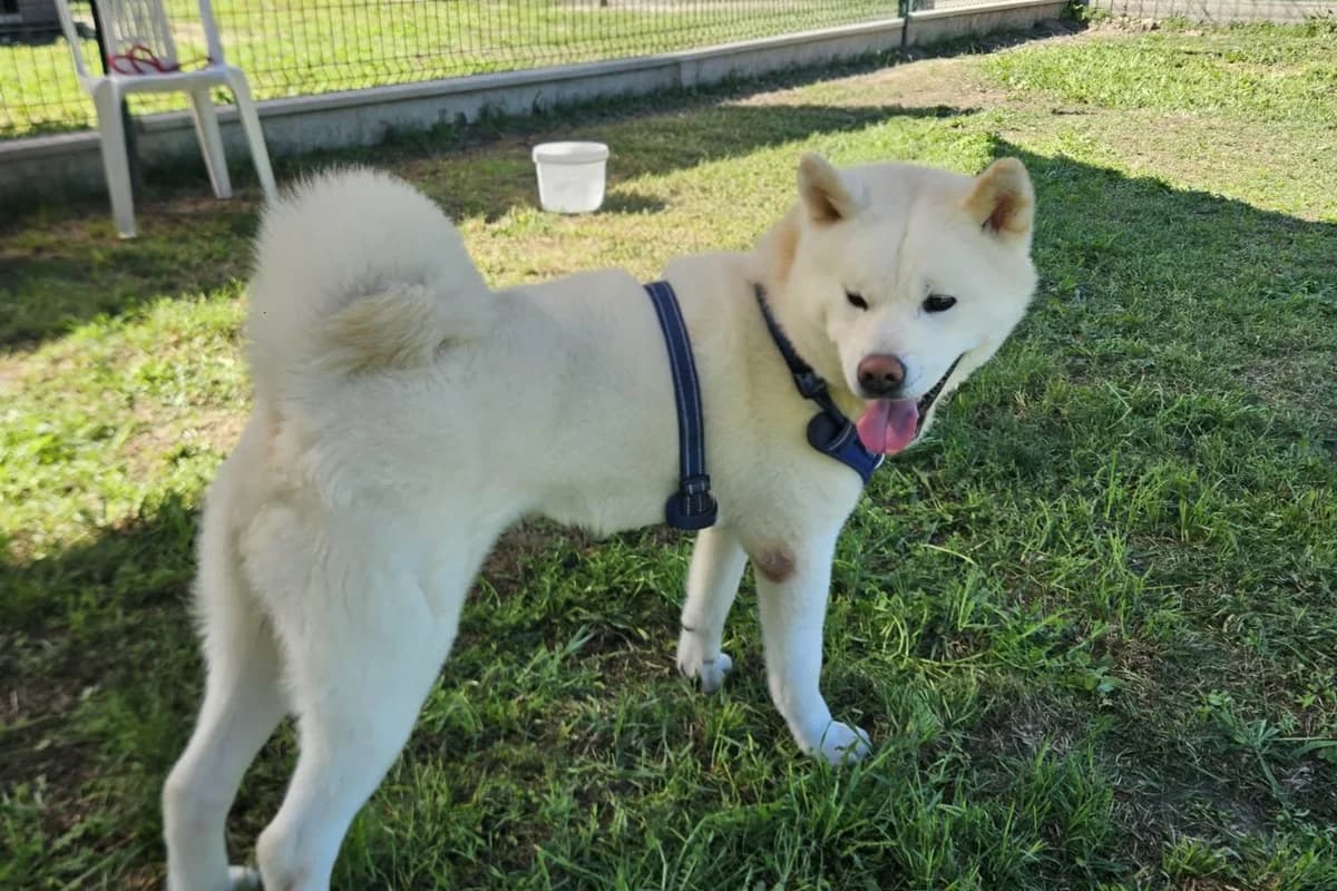 Valak, male Akita for adoption at Association Quatre Pattes, Un Toit, Saint-Sauveur