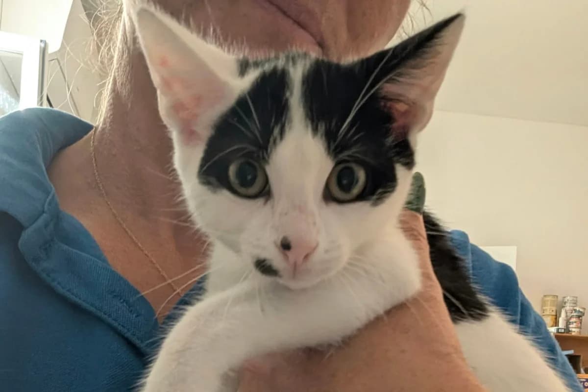 Bambou, male puppy European Shorthair for adoption at Association Quatre Pattes, Un Toit, Saint-Sauveur