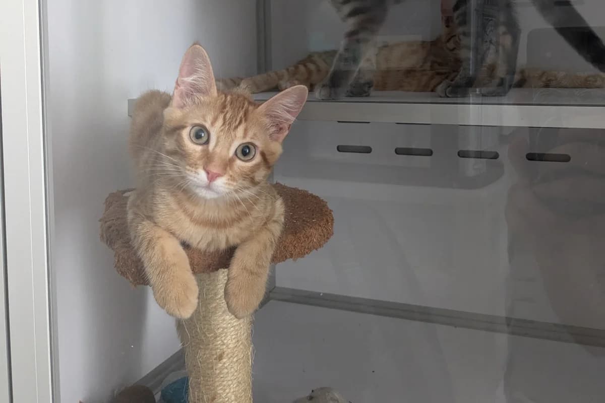 Bowie, male puppy European Shorthair for adoption at Association Quatre Pattes, Un Toit, Saint-Sauveur