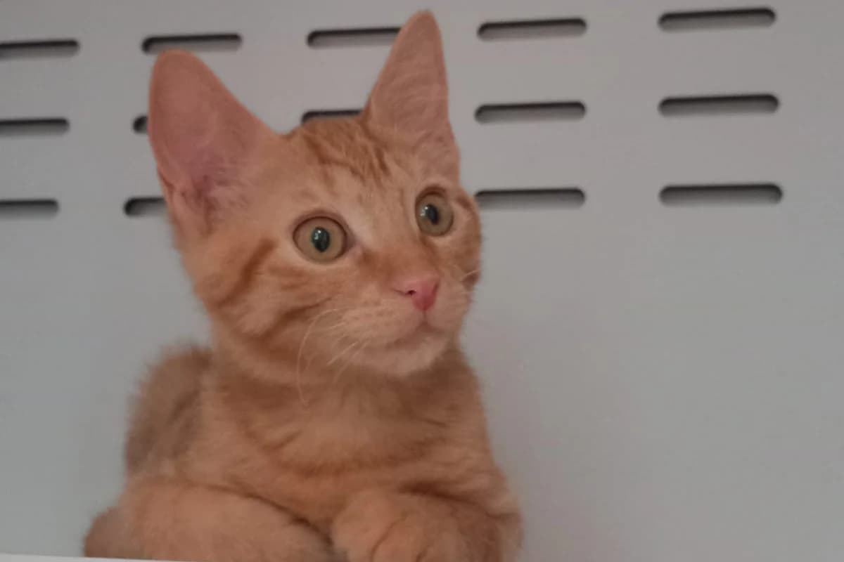 Bill, male puppy European Shorthair for adoption at Association Quatre Pattes, Un Toit, Saint-Sauveur