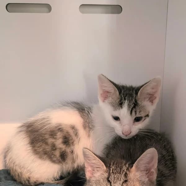 Beethoven, male puppy European Shorthair for adoption at Association Quatre Pattes, Un Toit, Saint-Sauveur