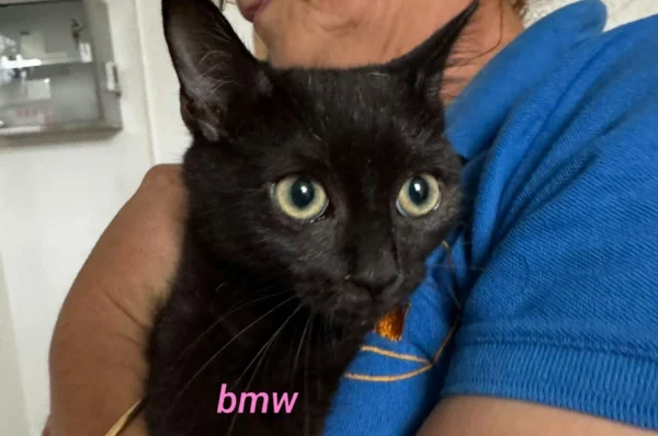 BMW, female puppy European Shorthair for adoption at Association Quatre Pattes, Un Toit, Saint-Sauveur