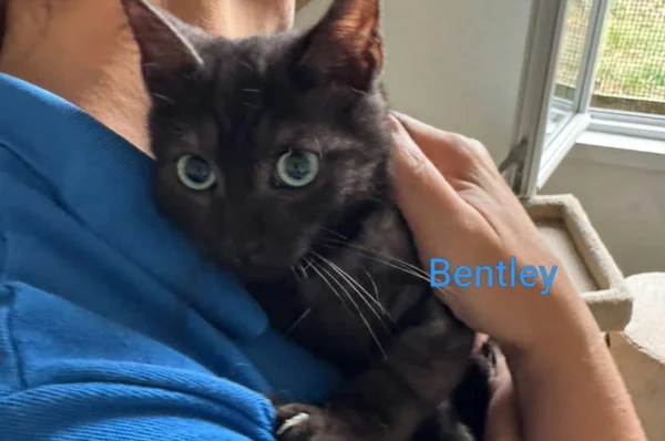 Bentley, male puppy European Shorthair for adoption at Association Quatre Pattes, Un Toit, Saint-Sauveur