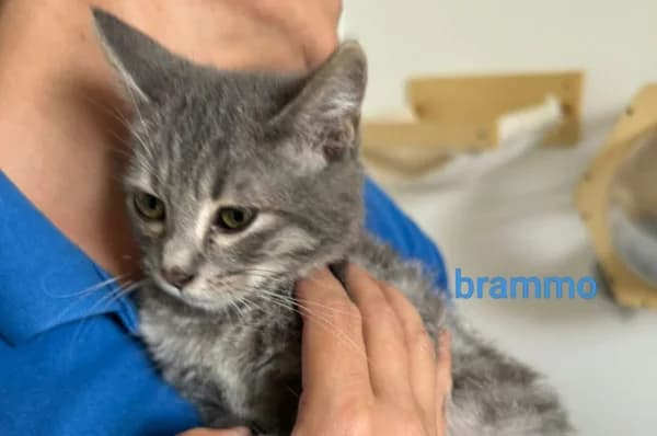 Brammo, male puppy European Shorthair for adoption at Association Quatre Pattes, Un Toit, Saint-Sauveur