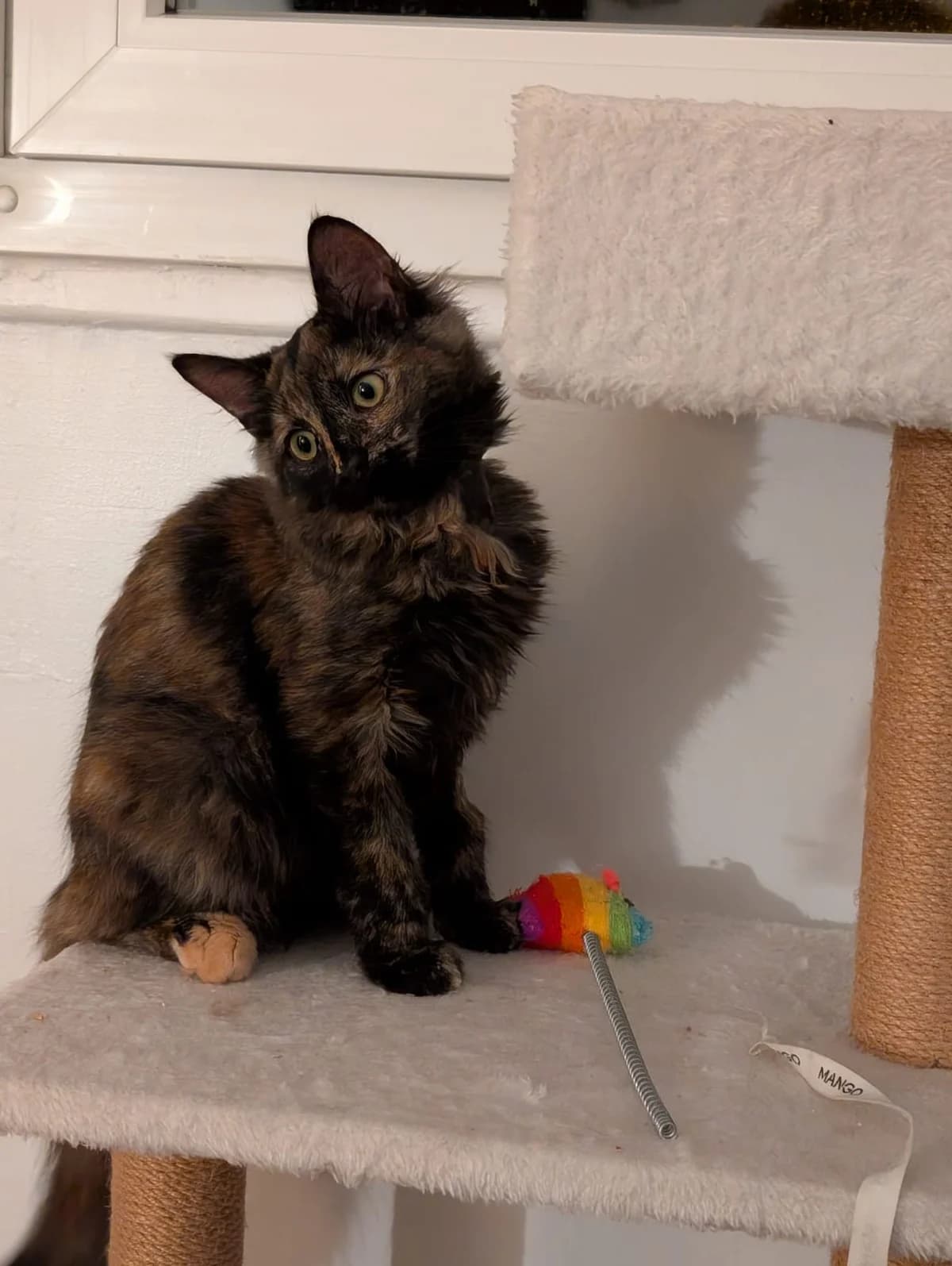 Barbie, female European Shorthair for adoption at Association Quatre Pattes, Un Toit, Saint-Sauveur