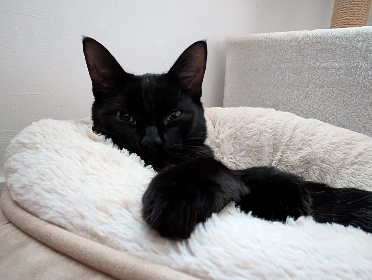 Bisounours, male European Shorthair for adoption at Association Quatre Pattes, Un Toit, Saint-Sauveur