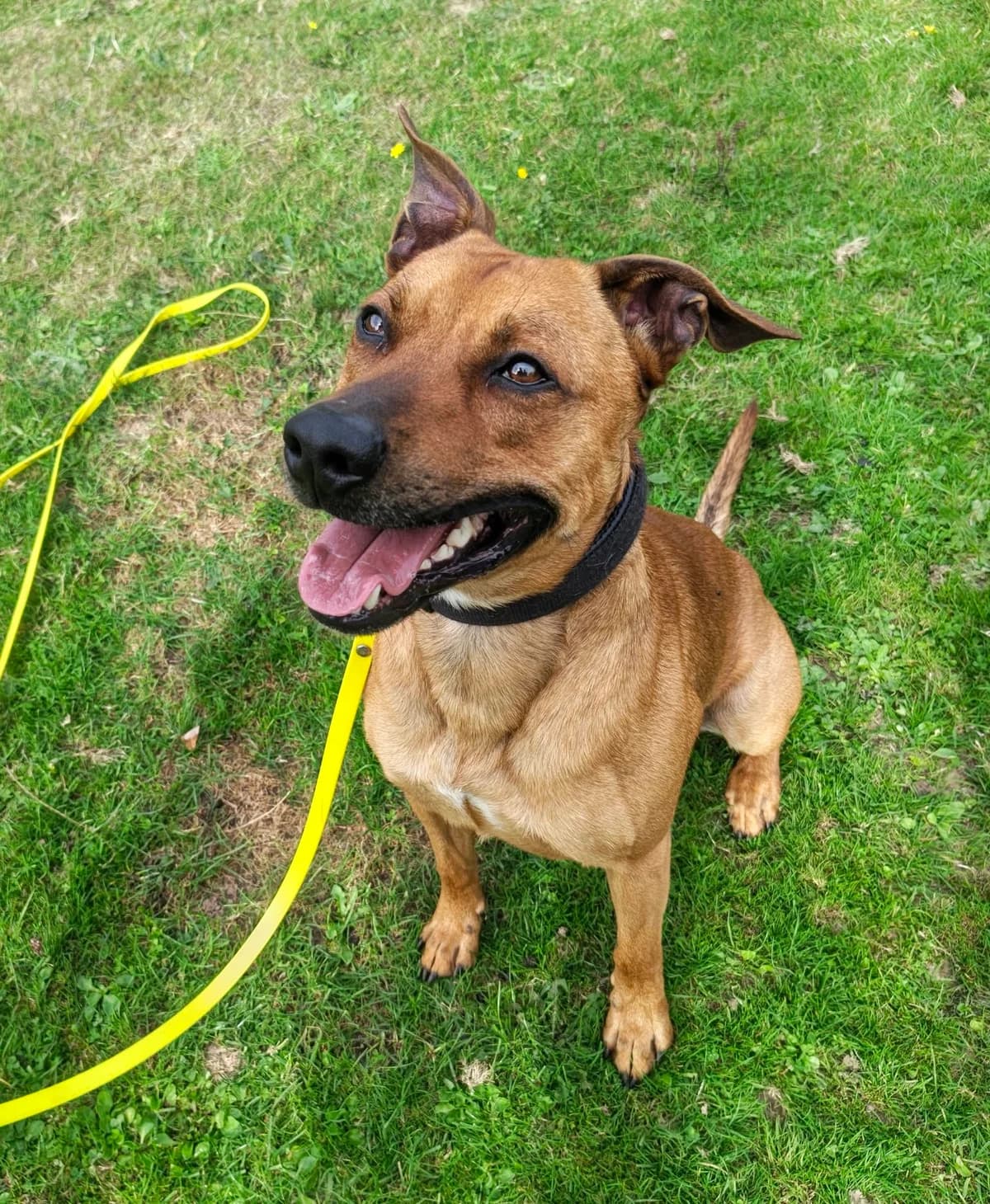 0XX0, male young Belgian Malinois for adoption at Refuge ABEC - Refuge des Animaux d