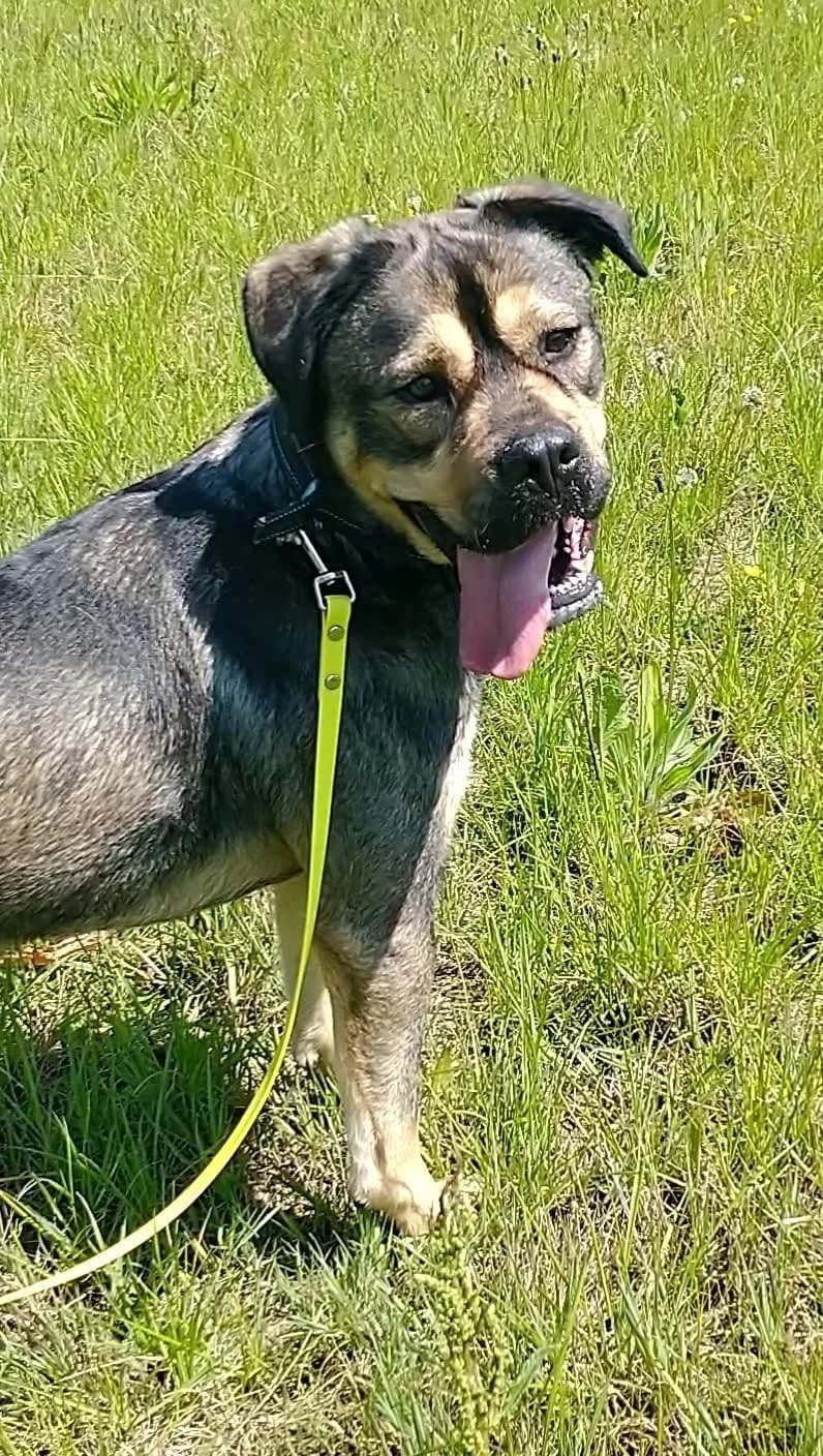 JACK, male 3yo Mixed Breed for adoption at Refuge ABEC - Refuge des Animaux d