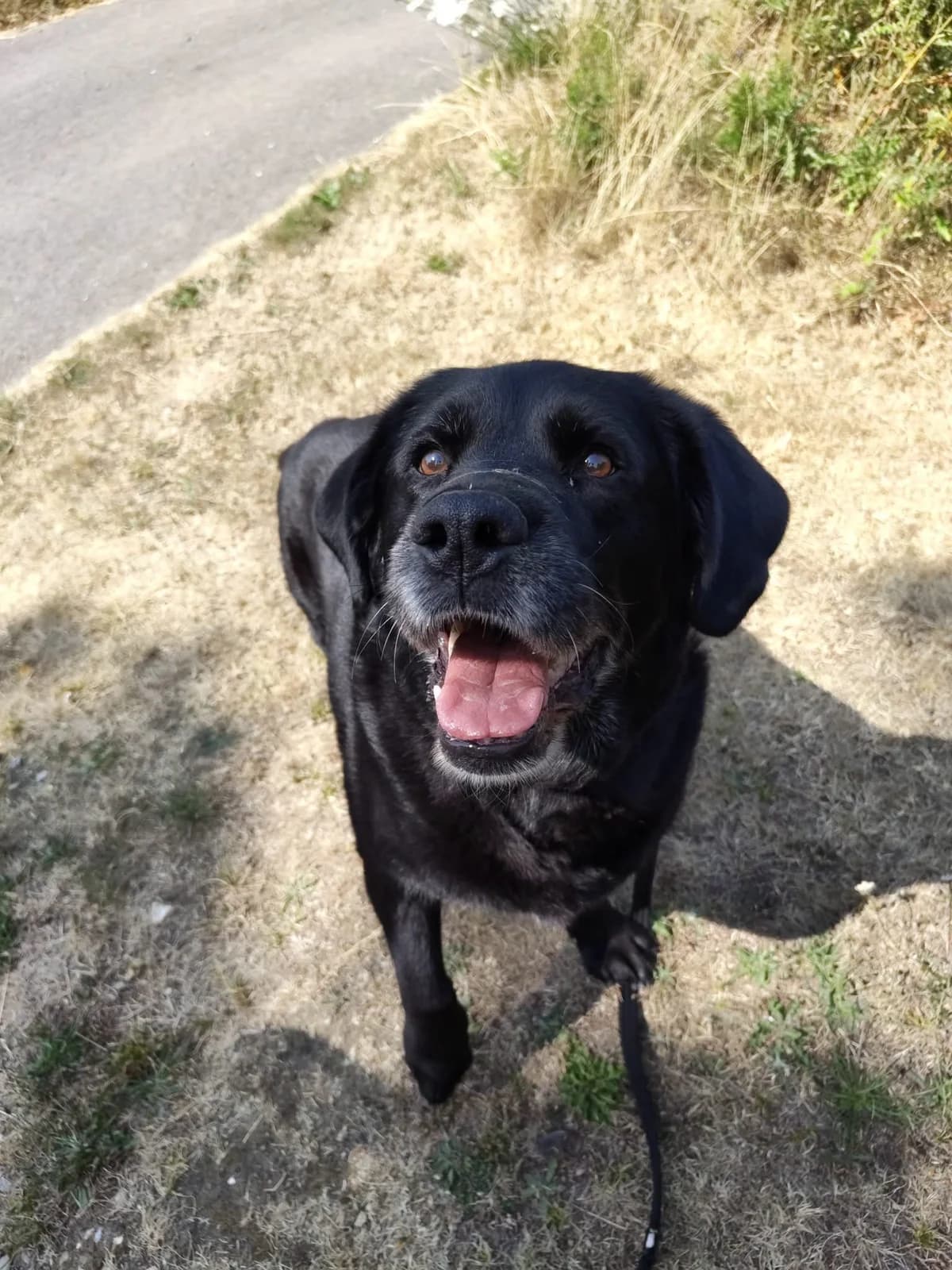 MAHO, male senior Labrador Retriever for adoption at Refuge ABEC - Refuge des Animaux d