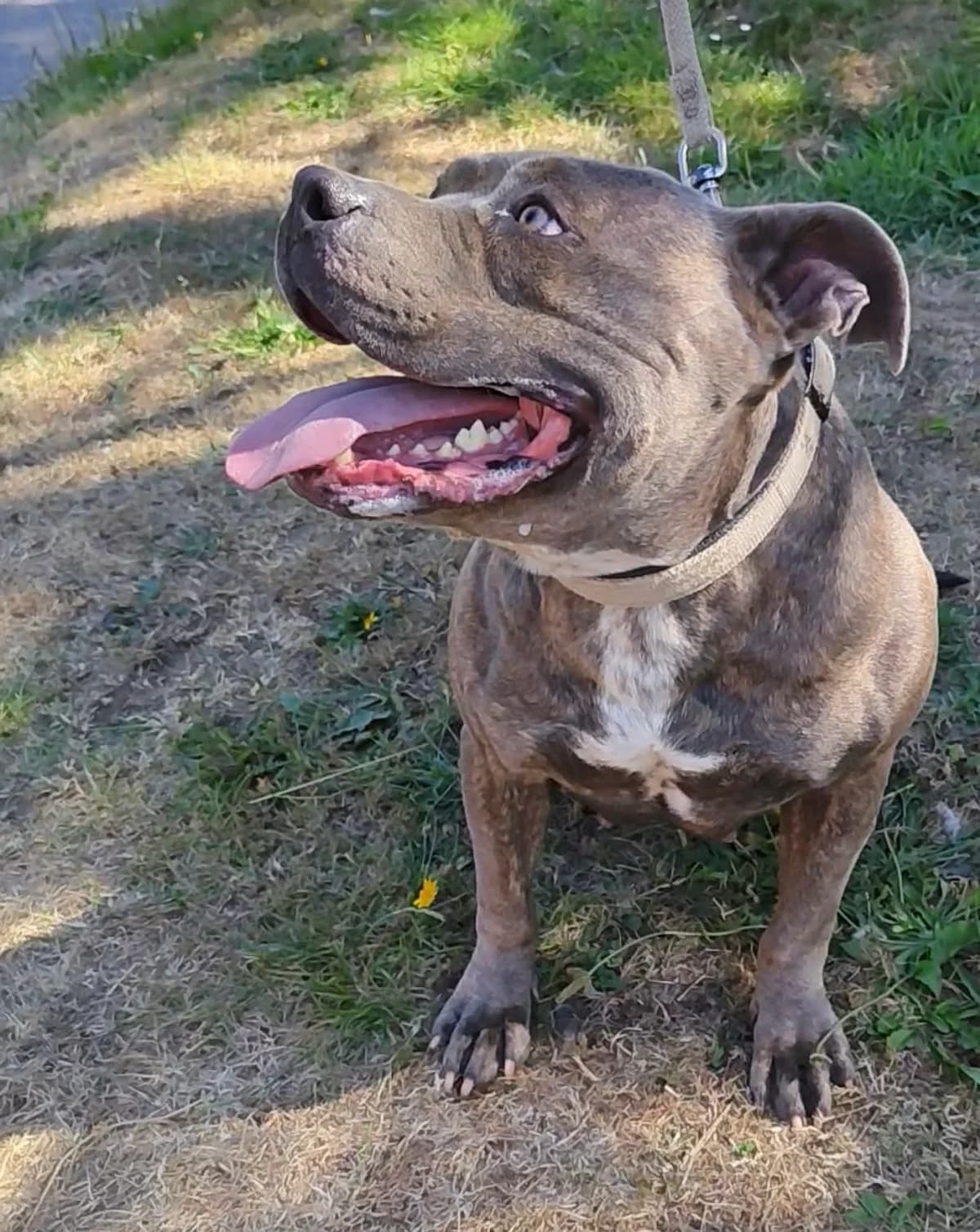 NORA, female 3yo mixed breed for adoption at Refuge ABEC - Refuge des Animaux d