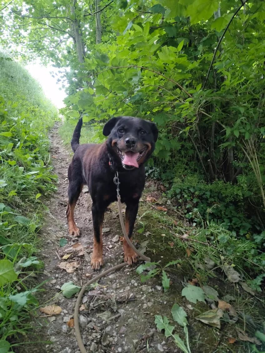 PATOU, male senior Mixed Breed for adoption at Refuge ABEC - Refuge des Animaux d