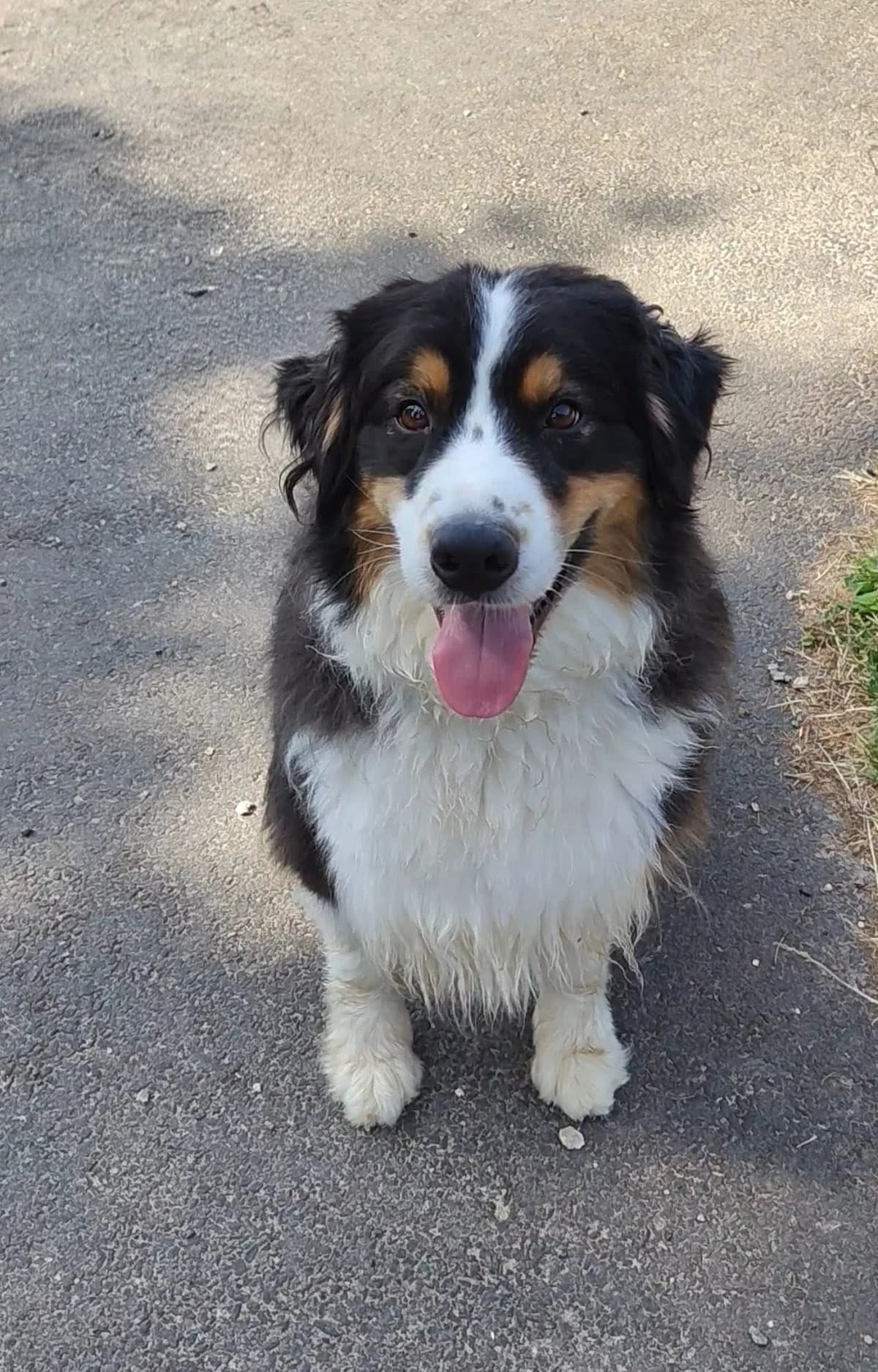 SAO, male 5yo Australian Shepherd for adoption at Refuge ABEC - Refuge des Animaux d