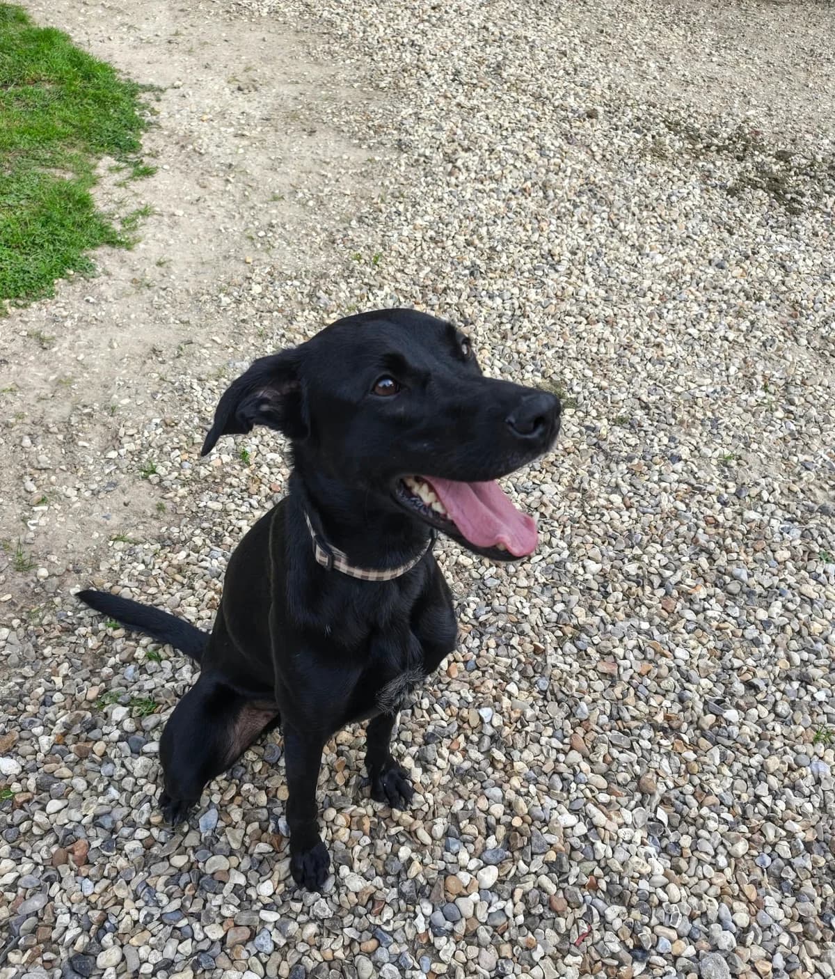 URYA, female young Greyhound for adoption at Refuge ABEC - Refuge des Animaux d