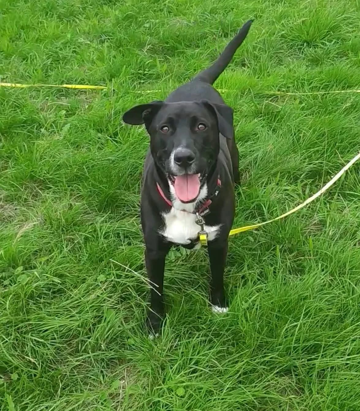 VASCO, male young Mixed Breed for adoption at Refuge ABEC - Refuge des Animaux d