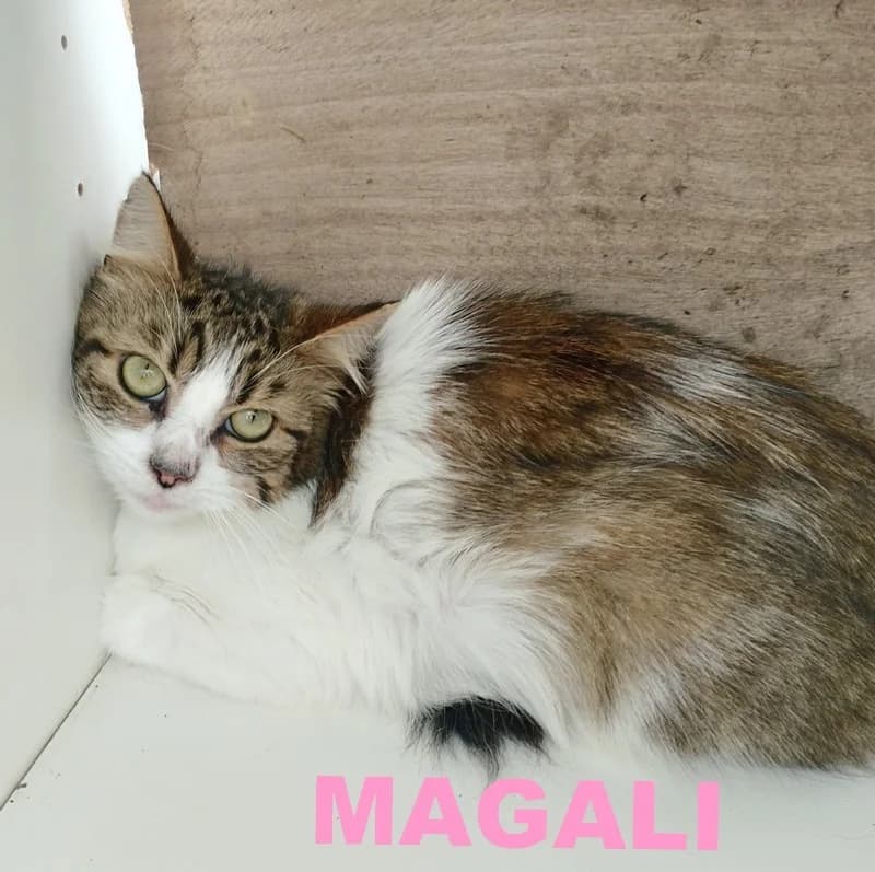 MAGALI, female young mixed breed for adoption at Refuge ADAO de la Picoterie, refuge adao de la picoterie